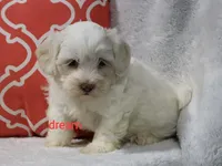 Rayna, a female Shihpoo for sale in Boyd, WI – 1 of 5