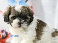 Lyla, a female Shihpoo for sale in Boyd, WI – 1 of 4