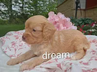 Apphia, a female Cavapoo for sale in Boyd, WI – 6 of 6