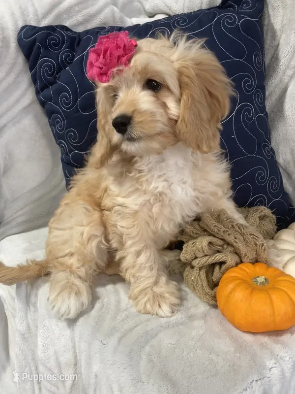 Hadley – Cavapoo puppy for sale in Boyd, WI