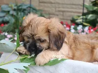 Wynn, a male Cavalier King Charles Spaniel and Shih Tzu for sale in Boyd, WI – 4 of 8