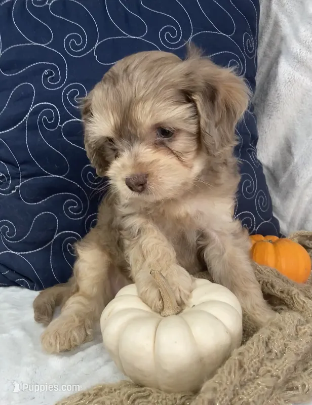 Leif – Cavapoo puppy for sale in Boyd, WI