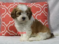 Esne, a female Shihpoo for sale in Boyd, WI – 2 of 4
