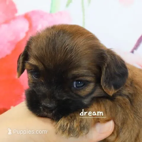 Briar – Cavapoo, Shihpoo puppy for sale in Boyd, WI