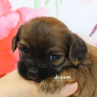 Briar, a female Cavapoo and Shihpoo for sale in Boyd, WI – Photo 4 of 6