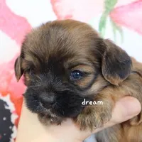 Briar, a female Cavapoo and Shihpoo for sale in Boyd, WI – Photo 6 of 6