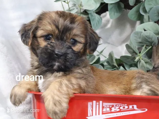 Briar – Cavapoo, Shihpoo puppy for sale in Boyd, WI