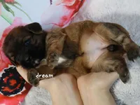 Briar, a female Cavapoo and Shihpoo for sale in Boyd, WI – Photo 3 of 6