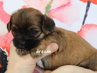 Briar, a female Cavapoo and Shihpoo for sale in Boyd, WI – Photo 2 of 6