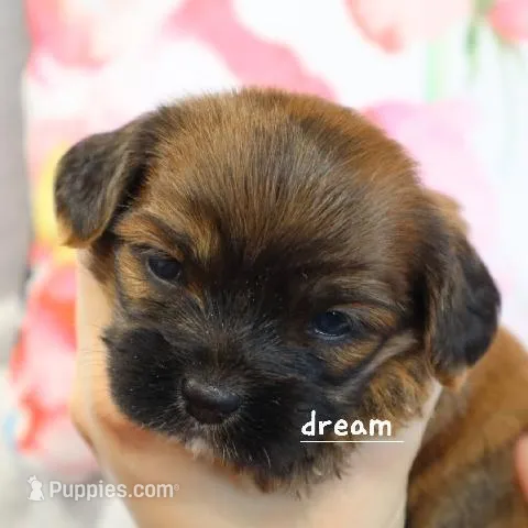 Briar – Cavapoo, Shihpoo puppy for sale in Boyd, WI