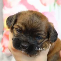 Briar, a female Cavapoo and Shihpoo for sale in Boyd, WI – Photo 1 of 6