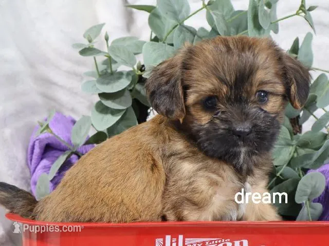 Briar – Cavapoo, Shihpoo puppy for sale in Boyd, WI