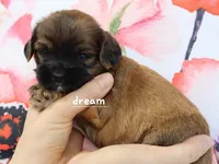 Briar, a female Cavapoo and Shihpoo for sale in Boyd, WI – Photo 5 of 6