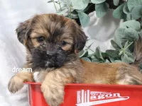 Briar, a female Cavapoo and Shihpoo for sale in Boyd, WI – 3 of 8