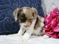 Eclipse, a female Cavapoo for sale in Boyd, WI – 7 of 7