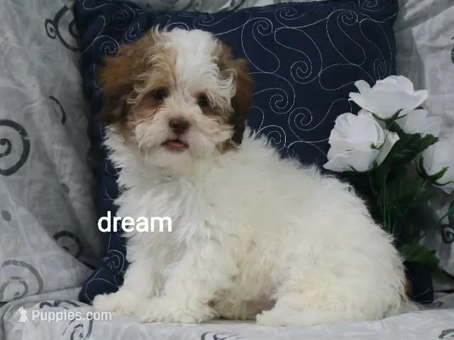 Clay – Shihpoo puppy for sale in Boyd, WI
