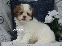 Clay, a male Shihpoo for sale in Boyd, WI – 2 of 8