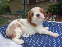 Dewey, a male Cavalier King Charles Spaniel for sale in Boyd, WI – 4 of 5