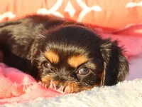 Luna, a female Cavalier King Charles Spaniel for sale in Boyd, WI – 3 of 4
