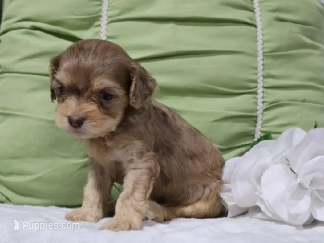 Leif – Cavapoo puppy for sale in Boyd, WI