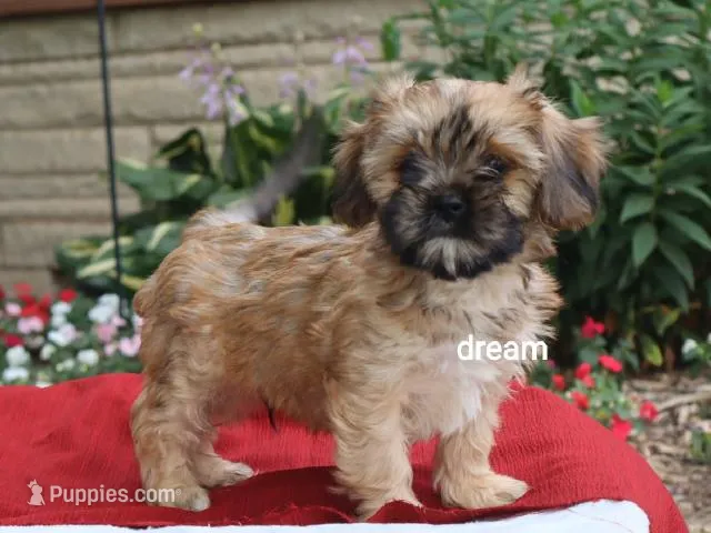 Nash – Cavalier King Charles Spaniel, Shih Tzu puppy for sale in Boyd, WI