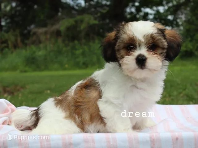 Gemma – Cavapoo, Shihpoo puppy for sale in Boyd, WI