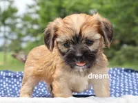 Nash, a male Cavalier King Charles Spaniel and Shih Tzu for sale in Boyd, WI – 4 of 6