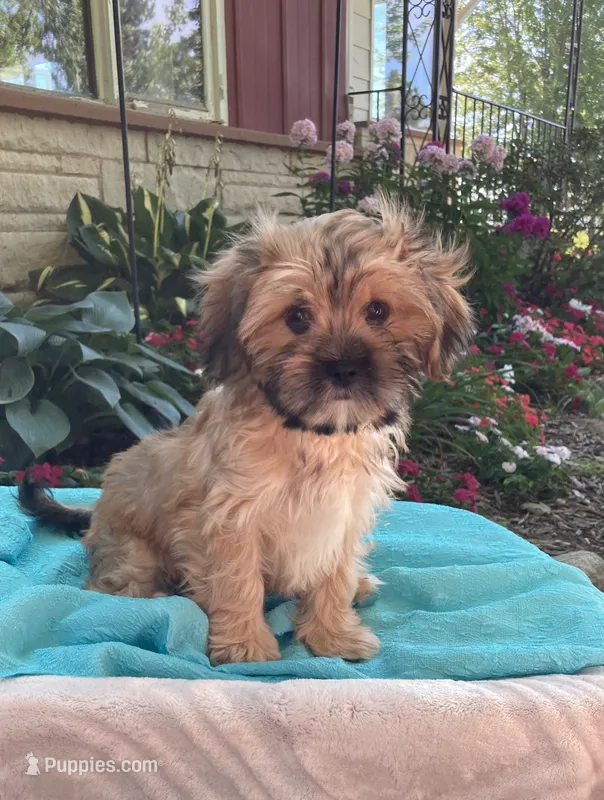 Nash – Cavalier King Charles Spaniel, Shih Tzu puppy for sale in Boyd, WI