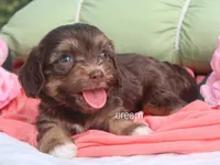 Poem, a female Cavapoo for sale in Boyd, WI – 6 of 6