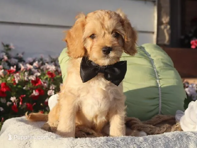Laredo – Cavapoo puppy for sale in Boyd, WI