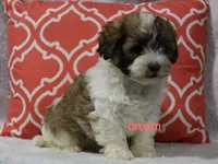 Sienna, a female Shihpoo for sale in Boyd, WI – 2 of 4