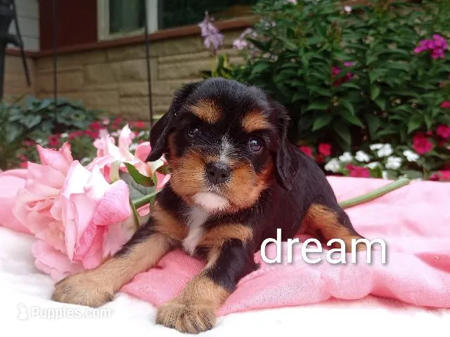 Melody  – Cavalier King Charles Spaniel puppy for sale in Boyd, WI