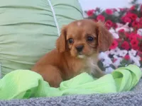 Chase , a male Cavalier King Charles Spaniel for sale in Boyd, WI – 2 of 7
