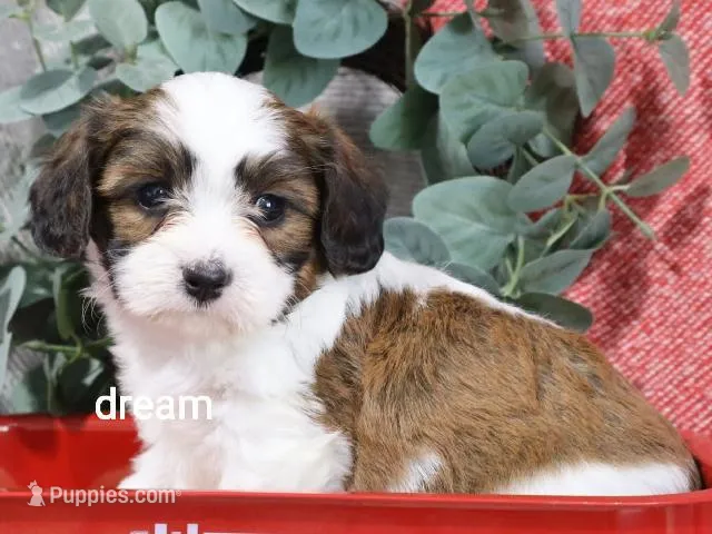 Enzo – Cavapoo, Shihpoo puppy for sale in Boyd, WI