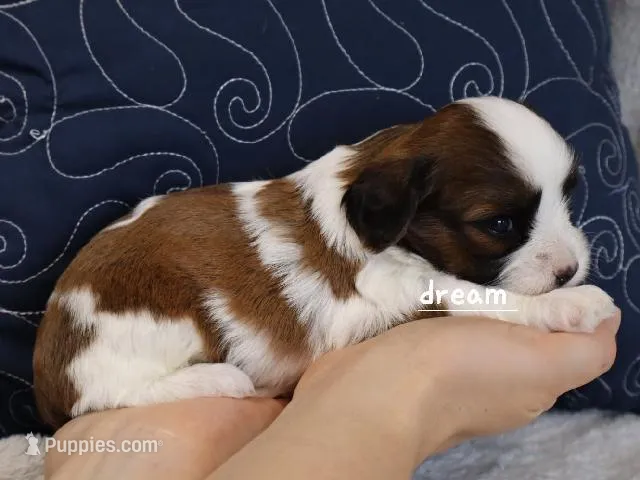 Enzo – Cavapoo, Shihpoo puppy for sale in Boyd, WI