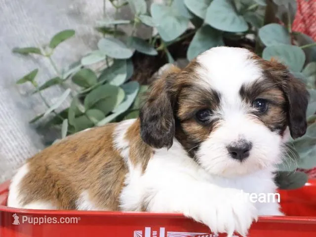 Enzo – Cavapoo, Shihpoo puppy for sale in Boyd, WI