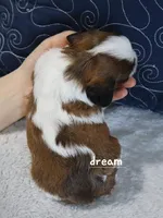 Enzo, a male Cavapoo and Shihpoo for sale in Boyd, WI – Photo 4 of 4