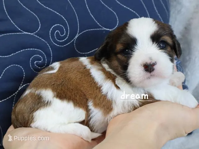 Enzo – Cavapoo, Shihpoo puppy for sale in Boyd, WI