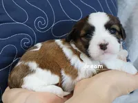 Enzo, a male Cavapoo and Shihpoo for sale in Boyd, WI – Photo 1 of 4