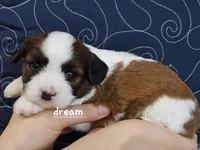 Enzo, a male Cavapoo and Shihpoo for sale in Boyd, WI – Photo 3 of 4