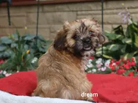 Nash, a male Cavalier King Charles Spaniel and Shih Tzu for sale in Boyd, WI – 7 of 9