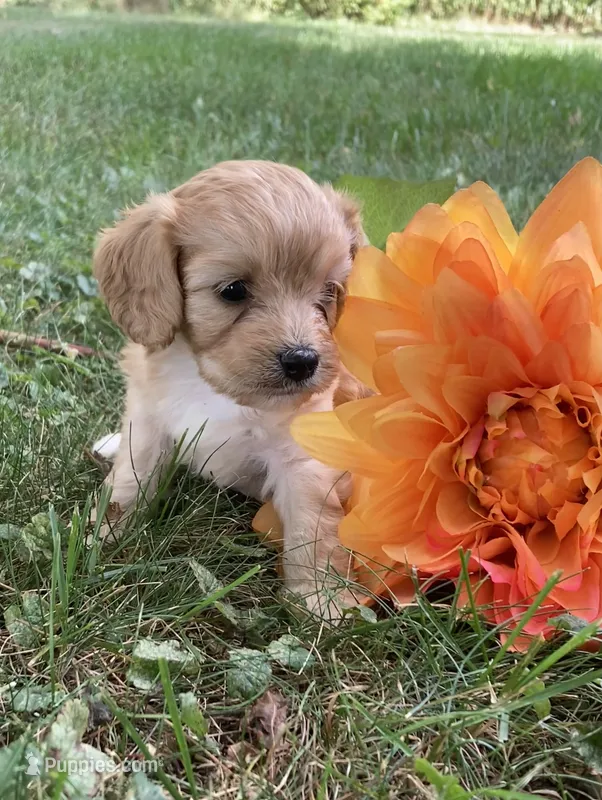 Hadley – Cavapoo puppy for sale in Boyd, WI