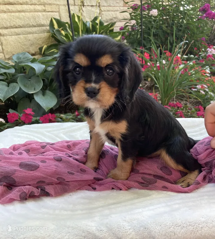 Melody  – Cavalier King Charles Spaniel puppy for sale in Boyd, WI