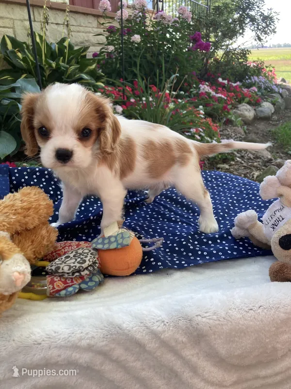 Dewey – Cavalier King Charles Spaniel puppy for sale in Boyd, WI