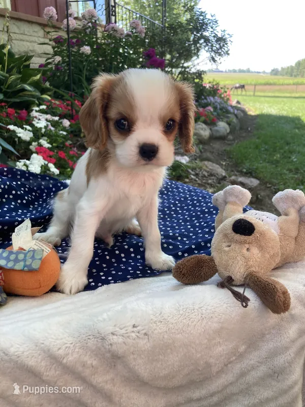 Dewey – Cavalier King Charles Spaniel puppy for sale in Boyd, WI