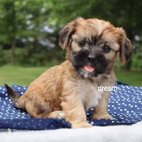 Nash – Cavalier King Charles Spaniel, Shih Tzu puppy for sale in Boyd, WI
