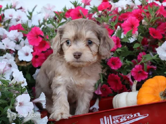 Leif – Cavapoo puppy for sale in Boyd, WI