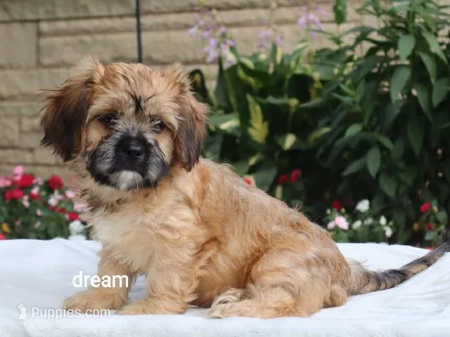 Wynn – Cavalier King Charles Spaniel, Shih Tzu puppy for sale in Boyd, WI
