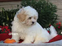 Kamry, a male Shihpoo for sale in Boyd, WI – 4 of 9