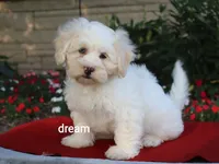 Quinn, a male Shihpoo for sale in Boyd, WI – 1 of 9